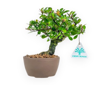 Maytenus Diverfolia - 18 cm