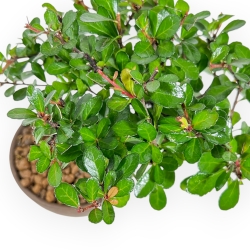 Maytenus Diverfolia - 18 cm