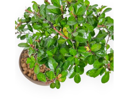 Maytenus Diverfolia - 18 cm