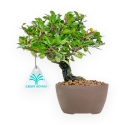Maytenus Diverfolia - 18 cm