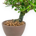 Maytenus Diverfolia - 18 cm
