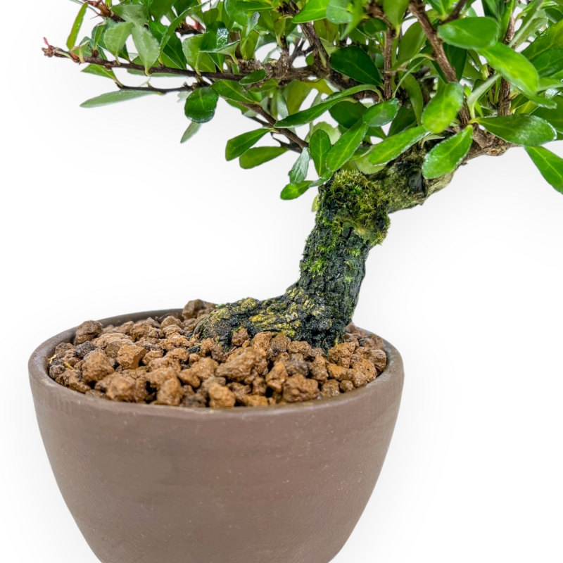 Maytenus Diverfolia - 18 cm