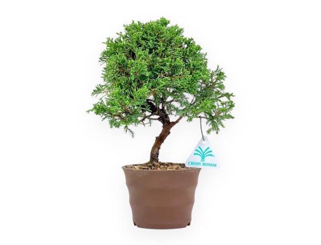 Juniperus Chinensis Itoigawa - Genévrier - 27 cm