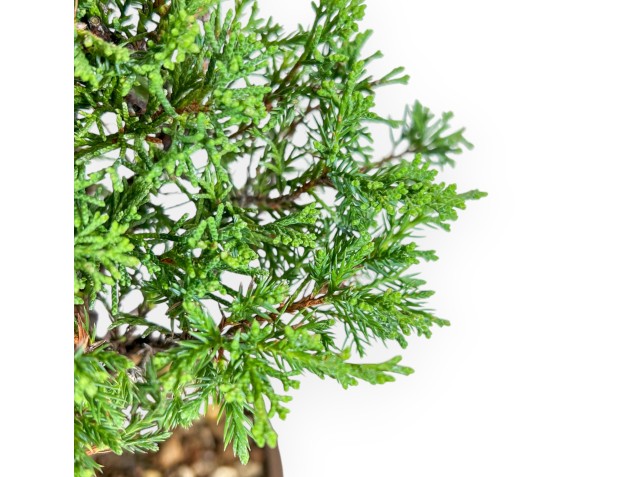 Juniperus Chinensis Itoigawa - Genévrier - 27 cm 2