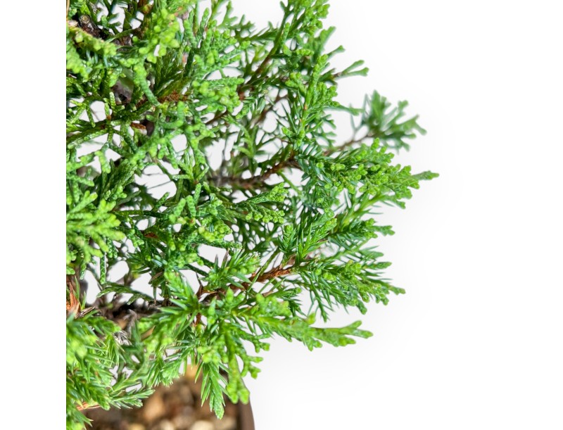 Juniperus Chinensis Itoigawa - Genévrier - 27 cm