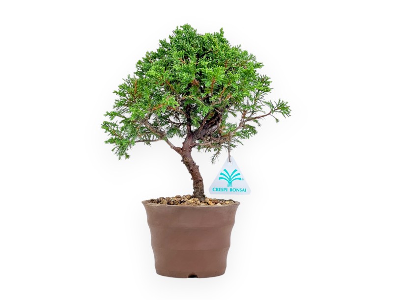 Juniperus Chinensis Itoigawa - Genévrier - 27 cm