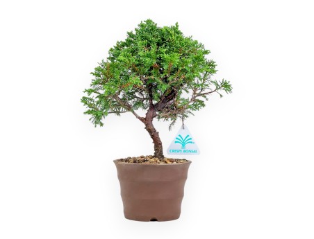 Juniperus Chinensis Itoigawa - Wacholder - 27 cm