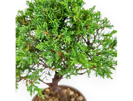 Juniperus Chinensis Itoigawa - Enebro - 27 cm