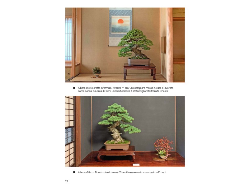 Come creare un Bonsai di Pino - A. Kurakichi