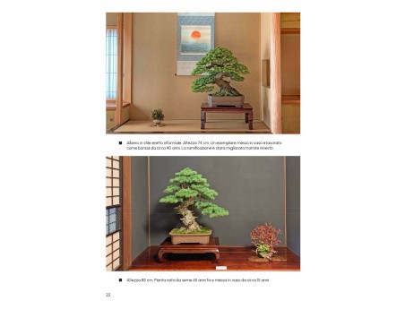 Comment créer un bonsaï de pin - A. Kurakichi