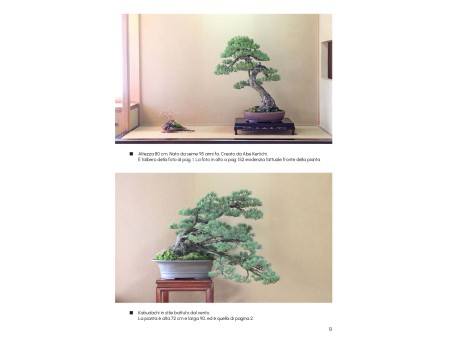 Comment créer un bonsaï de pin - A. Kurakichi