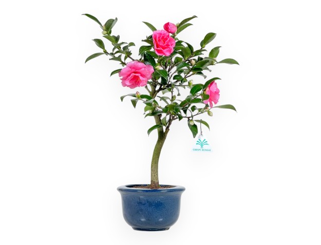 Camellia - Camelia - van 39 tot 43 cm