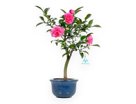 Camellia - Camelia - from 39 to 43 cm