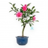 Camellia - Camelia - van 39 tot 43 cm