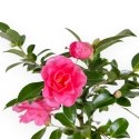 Camellia - Camelia - van 39 tot 43 cm