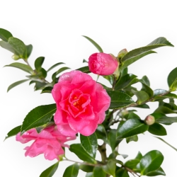 Camellia - Camelia - da 39 a 43 cm