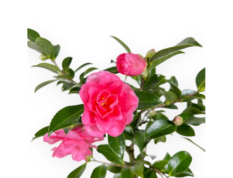 Camellia - Camelia - de 39 à 43 cm
