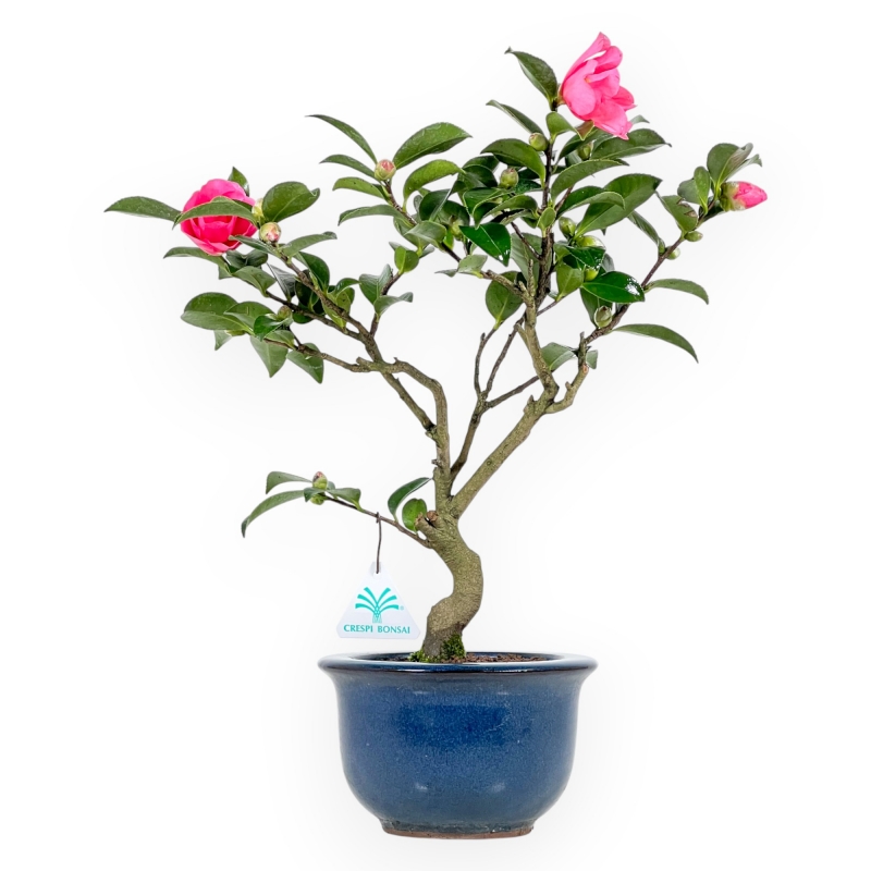 Camellia - Camelia - van 39 tot 43 cm