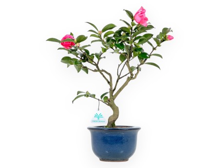 Camellia - Camelia - van 39 tot 43 cm