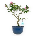 Camellia - Camelia - van 39 tot 43 cm