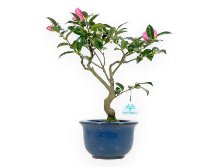 Camellia - Camelia - van 39 tot 43 cm