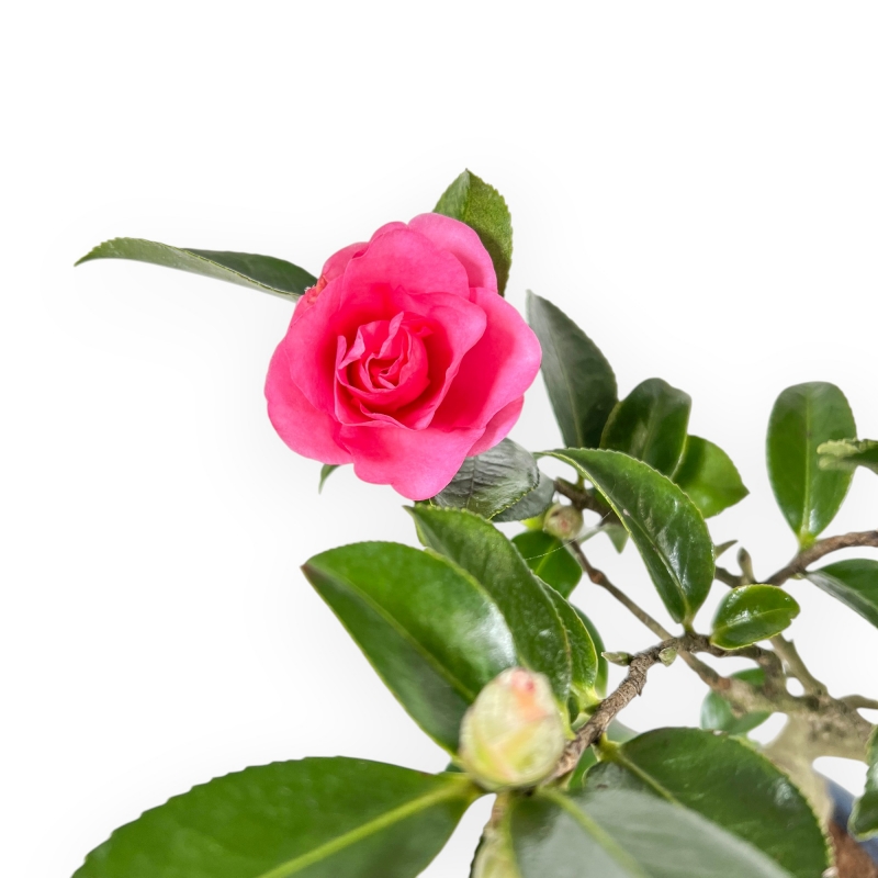 Camellia - Camelia - van 39 tot 43 cm