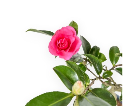 Camellia - Camelia - from 39 to 43 cm