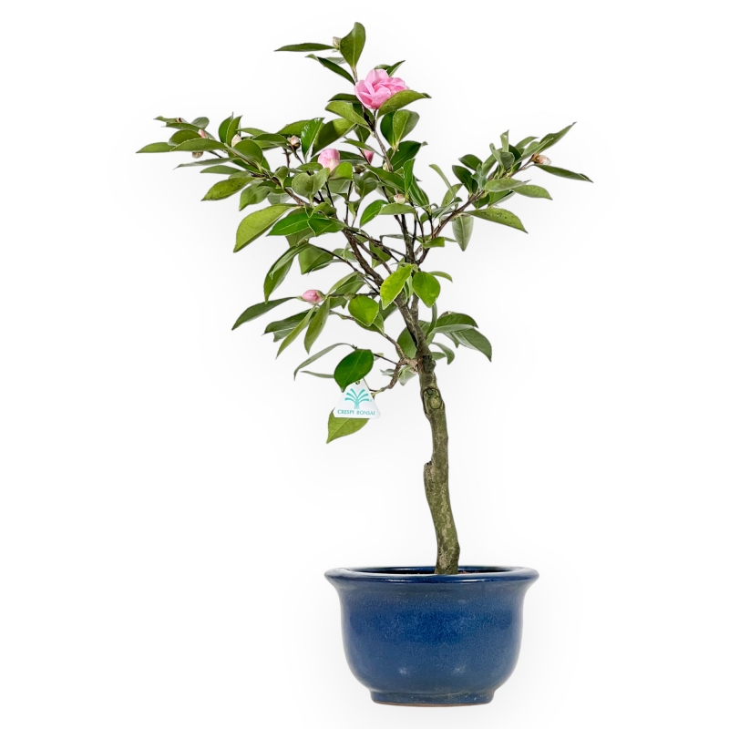 Camellia - Camelia - van 61 tot 65 cm
