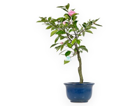 Camellia - Camelia - von 61 bis 65 cm