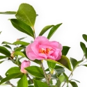 Camellia - Camelia - van 61 tot 65 cm