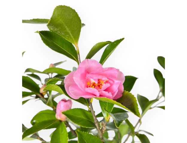 Camellia - Camelia - de 61 a 65 cm 2