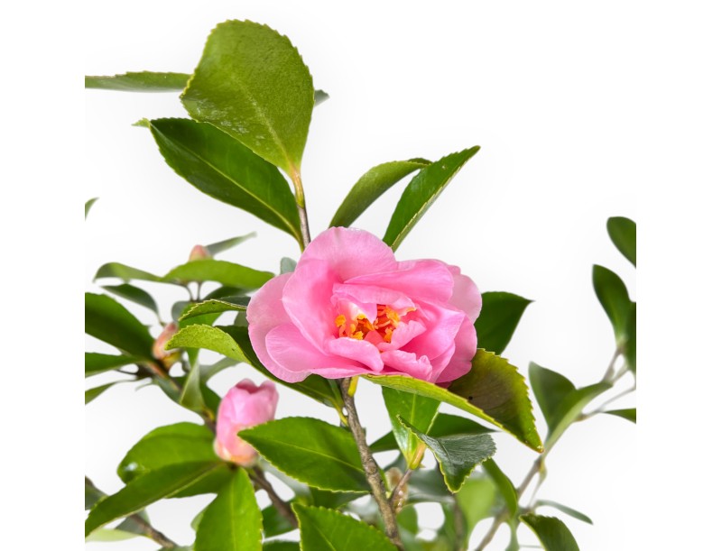 Camellia - Camelia - from 61 to 65 cm