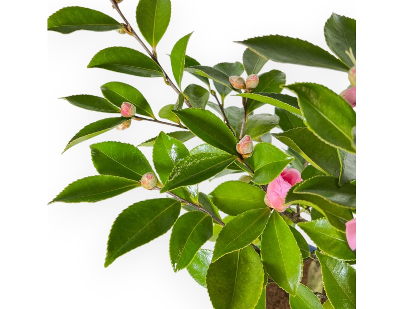 Camellia - Camelia - from 61 to 65 cm