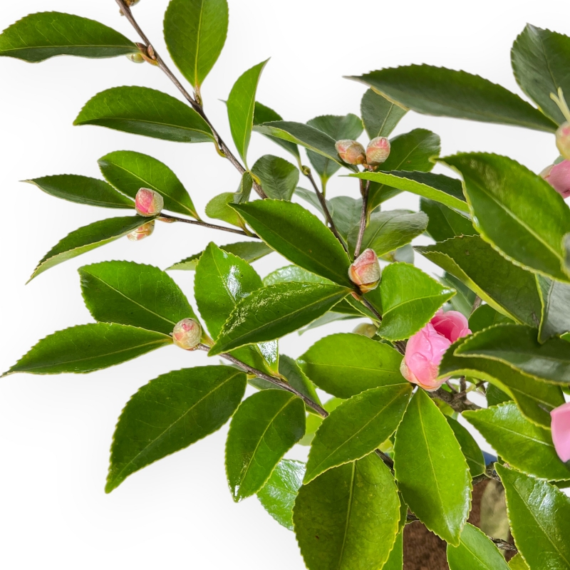 Camellia - Camelia - van 61 tot 65 cm