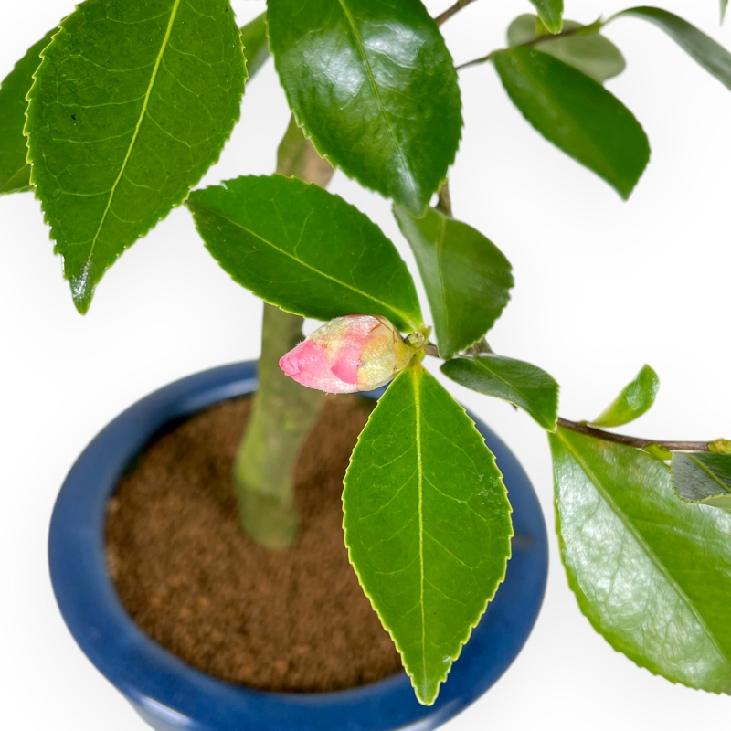 Camellia - Camelia - van 61 tot 65 cm