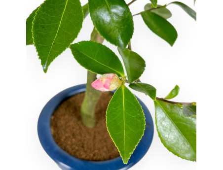 Camellia - Camelia - from 61 to 65 cm