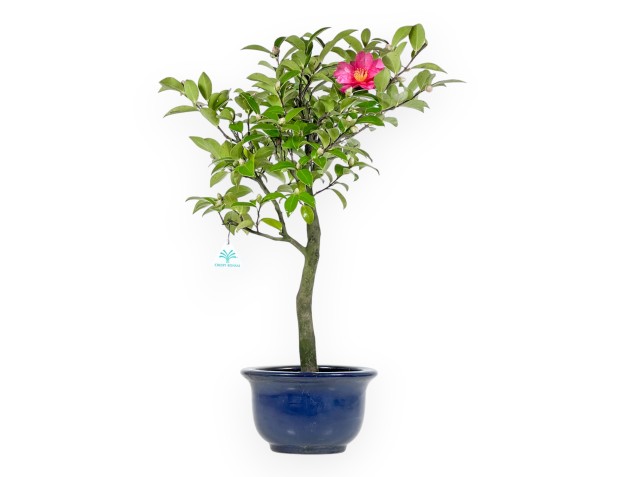 Camellia - Camelia - from 61 to 65 cm