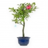 Camellia - Camelia - van 61 tot 65 cm