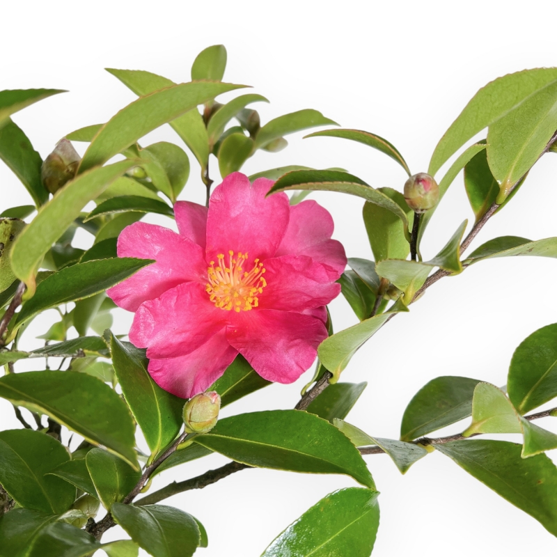 Camellia - Camelia - van 61 tot 65 cm
