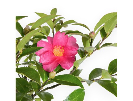 Camellia - Camelia - from 61 to 65 cm
