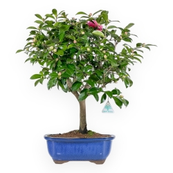 Camellia - Camelia - 56 cm