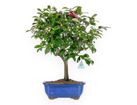 Camellia - Camelia - 56 cm