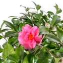 Camellia - Camelia - 56 cm