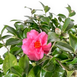 Camellia - Camelia - 56 cm