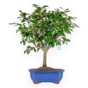 Camellia - Camelia - 56 cm