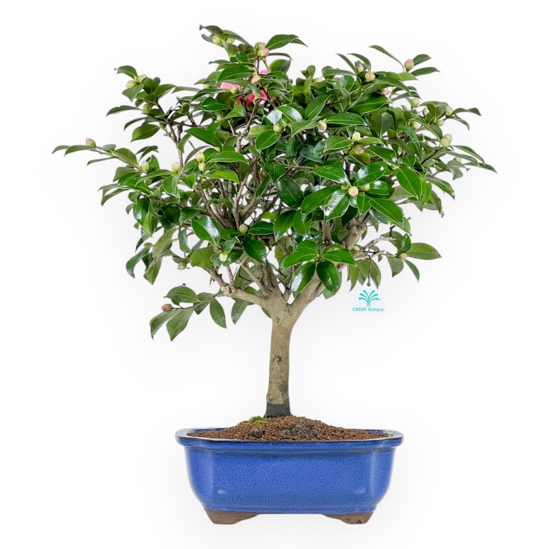 Camellia - Camelia - 56 cm