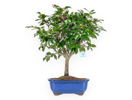 Camellia - Camelia - 56 cm