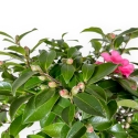 Camellia - Camelia - 56 cm