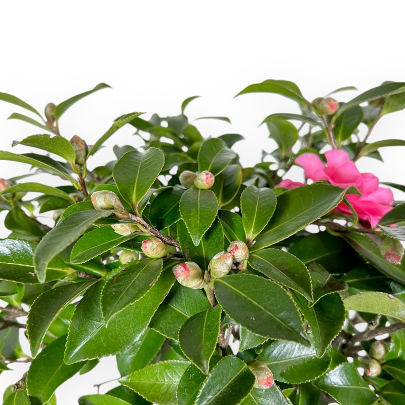 Camellia - Camelia - 56 cm