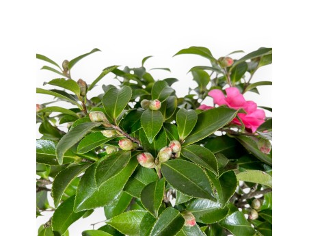 Camellia - Camelia - 56 cm